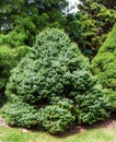 Dwarf Serbian Spruce Ã¢â¬â Picea omorika